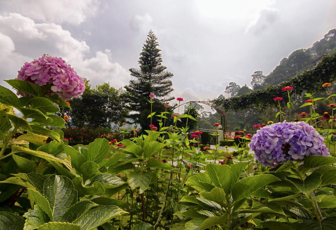 Kasauli Resort By Piccadily Екстер'єр фото